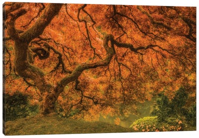 Radiant Maple I Canvas Art Print - Japanese Maple Trees