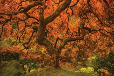 Radiant Maple II by Don Schwartz art print