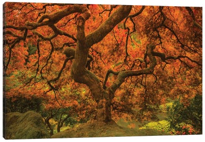 Radiant Maple II Canvas Art Print - Japanese Maple Tree Art