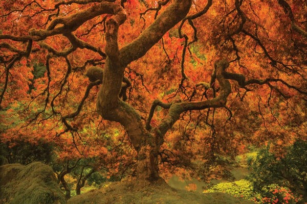 Japanese Maple Trees: Radiant Maple II by Don Schwartz