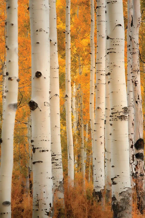 Aspens In Autumn by Don Schwartz wall art