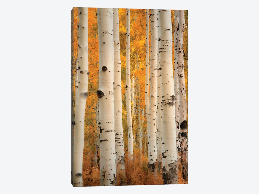 Aspens In Autumn by Don Schwartz 1-piece Canvas Art Print