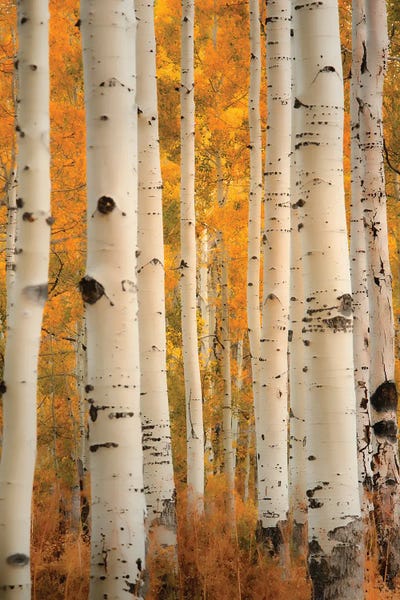 Aspens In Autumn