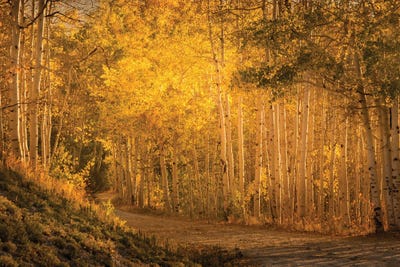 Aspens In The Fading Sunlight by Don Schwartz framed wall art