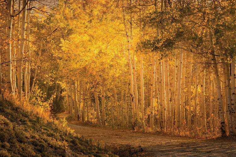 Aspens In The Fading Sunlight