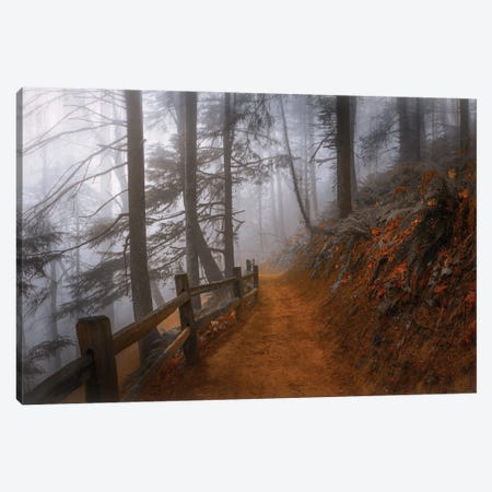 Autumn Fog In The Forest Canvas Print #DSC111} by Don Schwartz Canvas Art Print