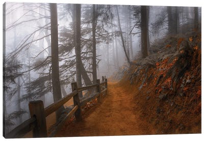 Autumn Fog In The Forest Canvas Art Print - Don Schwartz