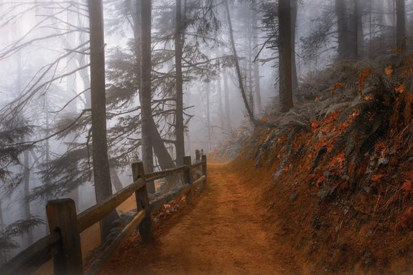 Autumn Fog In The Forest