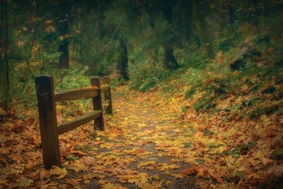 Leafy Path by Don Schwartz canvas print