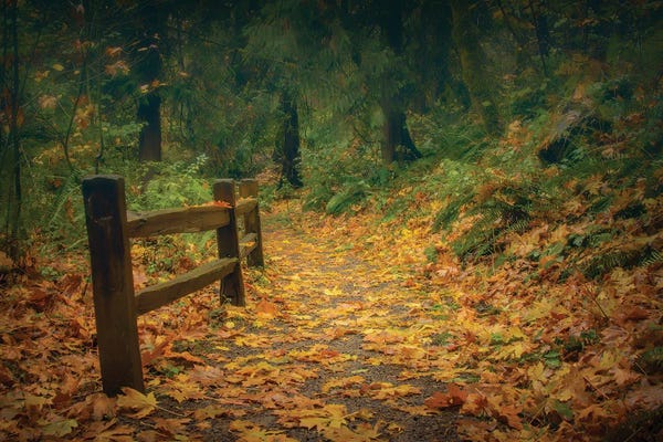 Don Schwartz: Leafy Path by Don Schwartz