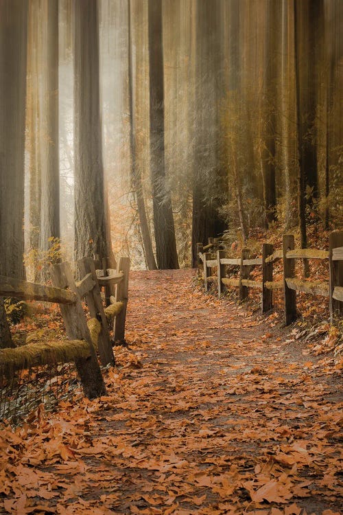 Leafy Path Through The Forest