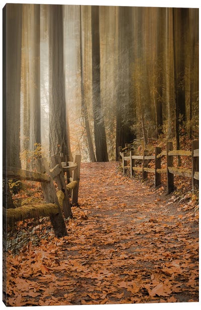 Leafy Path Through The Forest Canvas Art Print - Don Schwartz