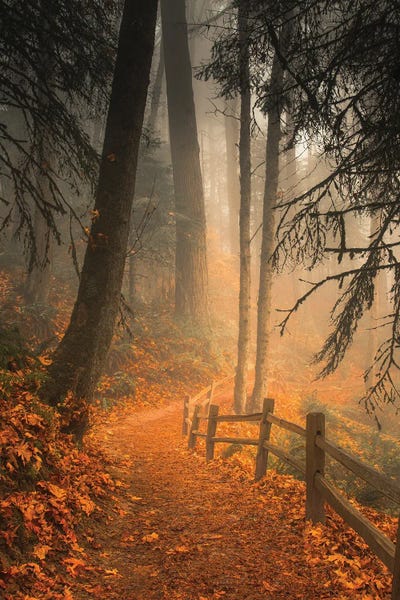 Leaves Through The Trees