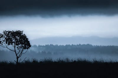 Lone Tree On Vashon by Don Schwartz framed wall art