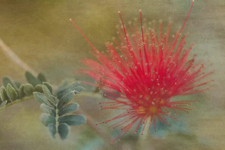 Baja Fairy Duster by Don Schwartz wall art