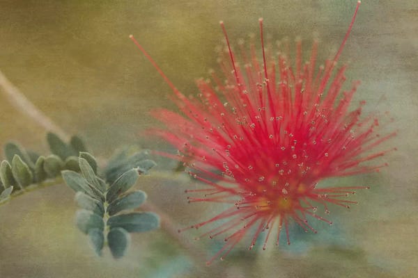 Macro Photography: Baja Fairy Duster by Don Schwartz