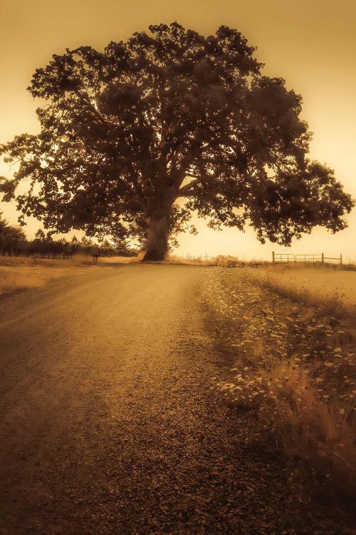 The Tree At The End Of The Road by Don Schwartz wall art