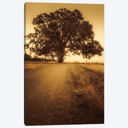 The Tree At The End Of The Road Canvas Print #DSC122} by Don Schwartz Canvas Art