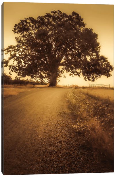 The Tree At The End Of The Road Canvas Art Print - Don Schwartz