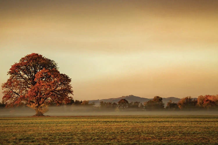 Touched By Fog by Don Schwartz wall art