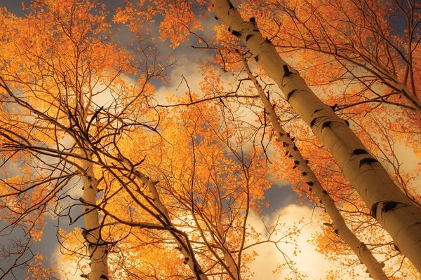 Towering Aspens