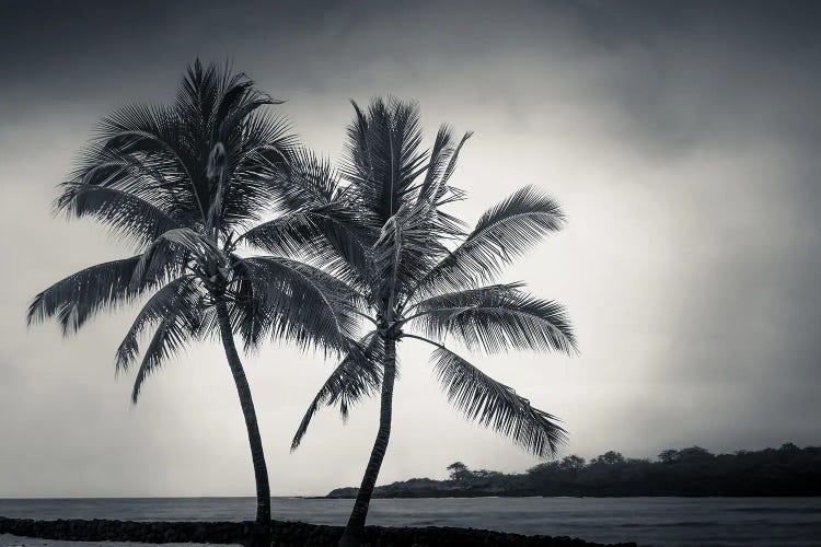 Two Palms by Don Schwartz wall art