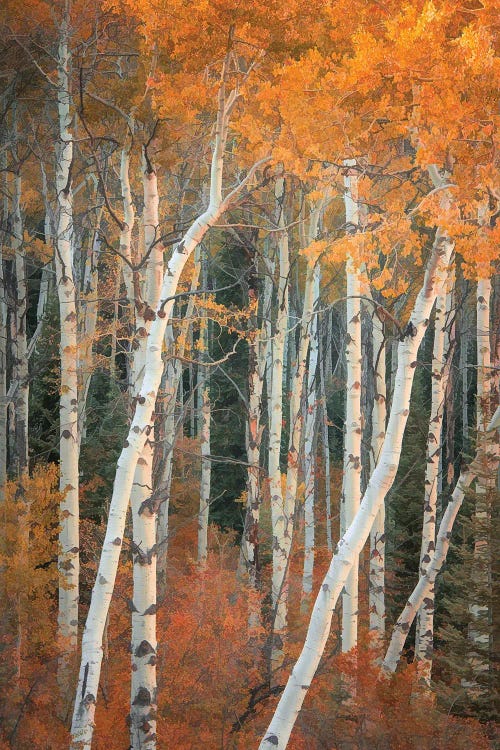 Autumn Woodland