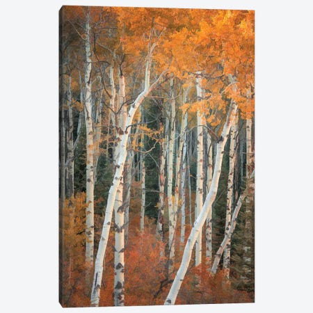 Autumn Woodland Canvas Print #DSC128} by Don Schwartz Canvas Wall Art