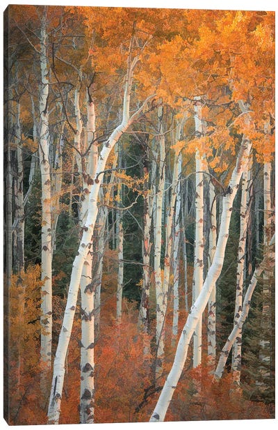 Autumn Woodland Canvas Art Print - Don Schwartz