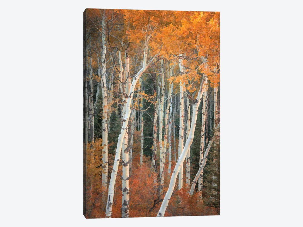 Autumn Woodland by Don Schwartz 1-piece Canvas Art
