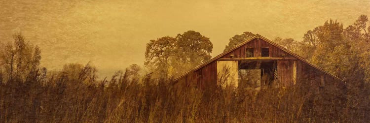 Barn Smothered By Tall Grasses