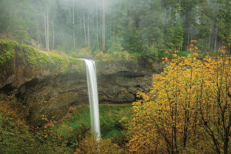 Forest Falls In Autumn Mist