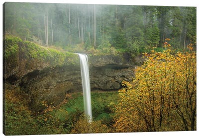 Forest Falls In Autumn Mist Canvas Art Print - Don Schwartz