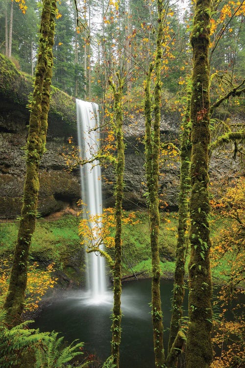 Leafy Autumn Cascade