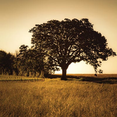 Majestic by Don Schwartz canvas print