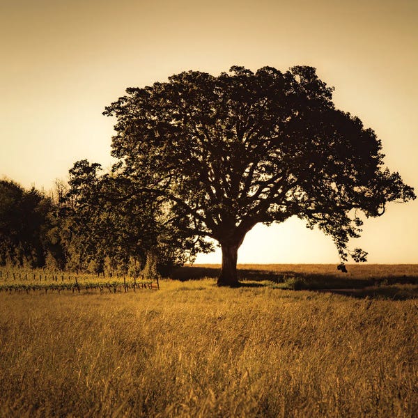 Oak Trees: Majestic by Don Schwartz