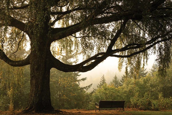 Tranquil Perch