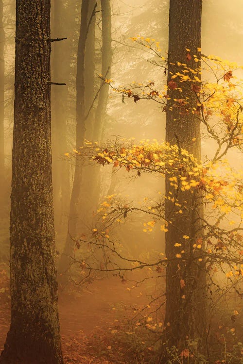 Along A Misty Forest Trail by Don Schwartz wall art