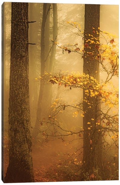Along A Misty Forest Trail Canvas Art Print - Don Schwartz