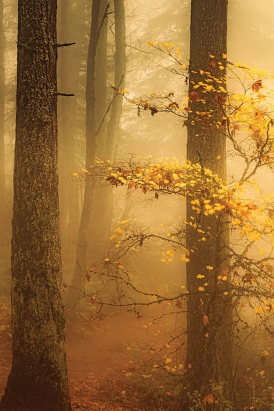 Along A Misty Forest Trail