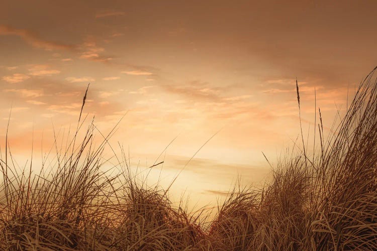 Beach Grasses At Sunset I