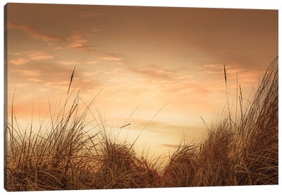 Beach Grasses At Sunset I Canvas Art Print - Don Schwartz