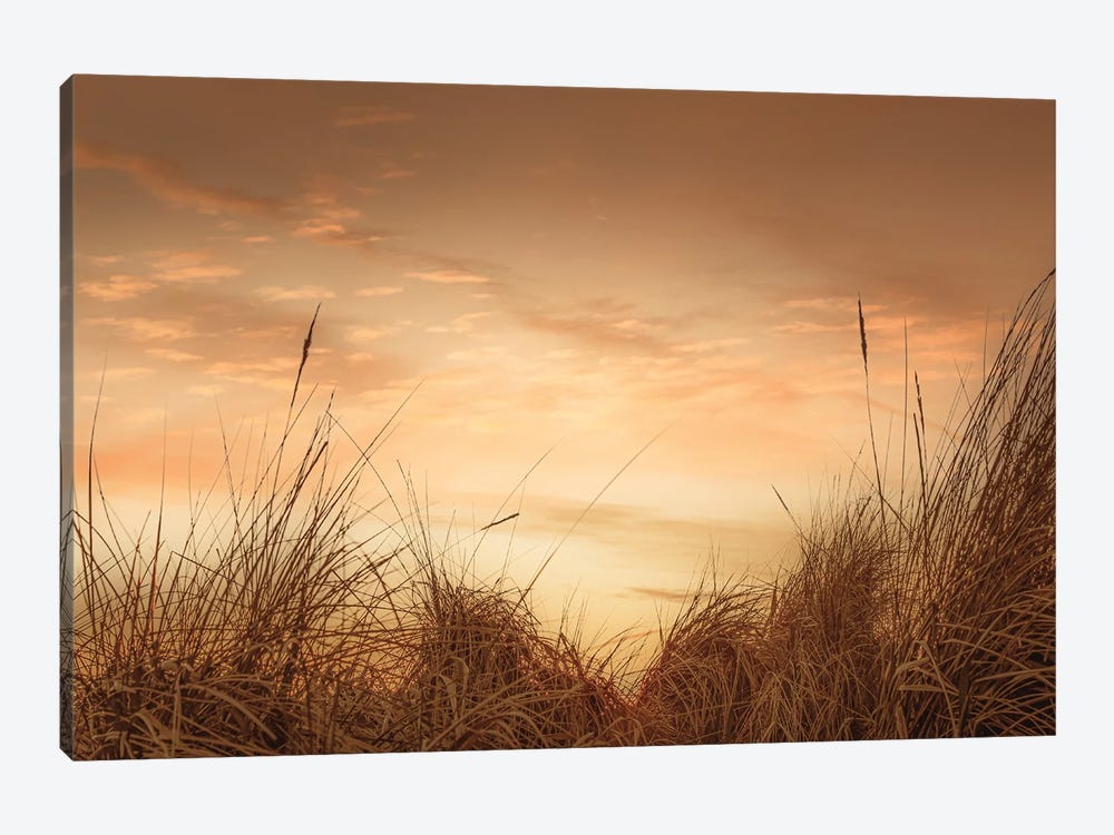 Beach Grasses At Sunset I by Don Schwartz 1-piece Canvas Print