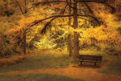 Bench Beneath The Larches by Don Schwartz framed wall art
