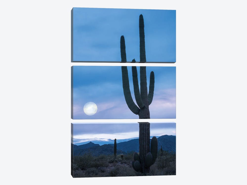 Cactus At Twilight by Don Schwartz 3-piece Canvas Print