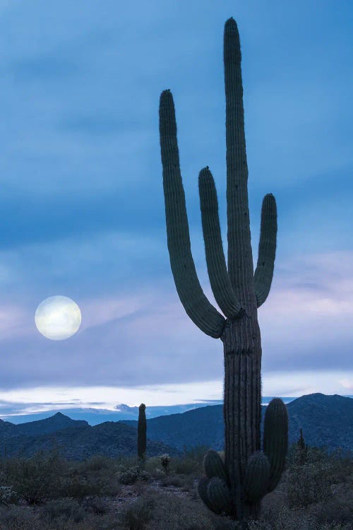 Cactus At Twilight