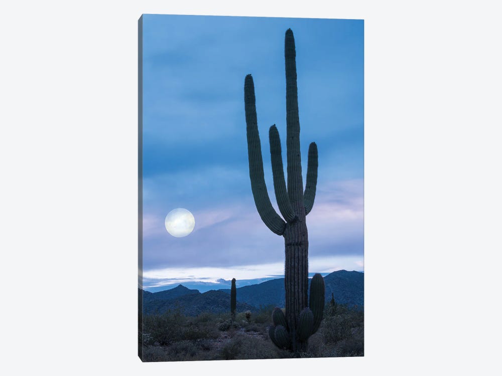 Cactus At Twilight by Don Schwartz 1-piece Canvas Art Print
