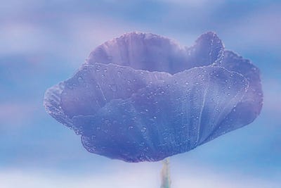 Dew-Dropped Poppy by Don Schwartz framed wall art