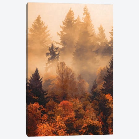 Forest In The Autumn Mist Canvas Print #DSC150} by Don Schwartz Canvas Print