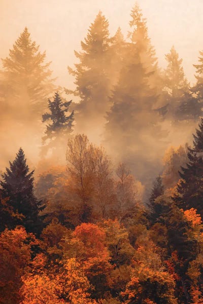 Layered Landscapes: Forest In The Autumn Mist by Don Schwartz
